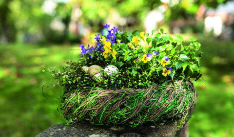 Osternest, Frühlingsblüher