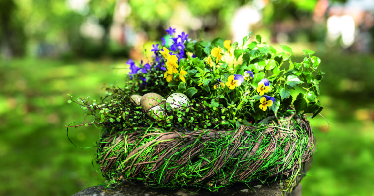 Frühblüher: Krokusse, Märzenbecher, Primeln und Co.